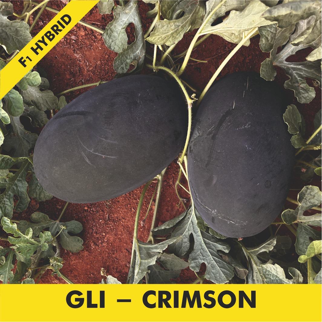 GLI-CRIMSON Watermelon