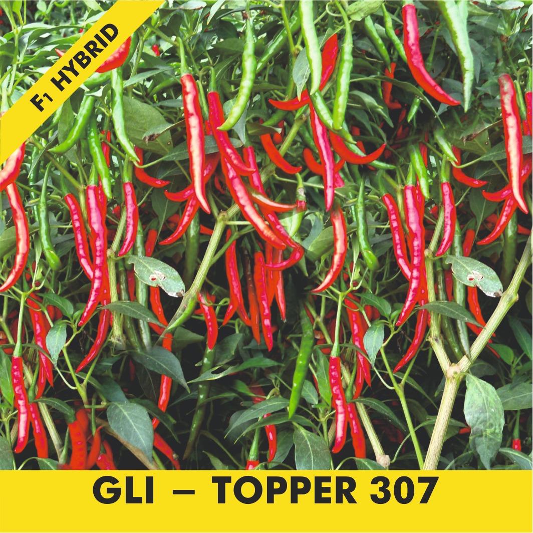 GLI-TOPPER 307 Chilli