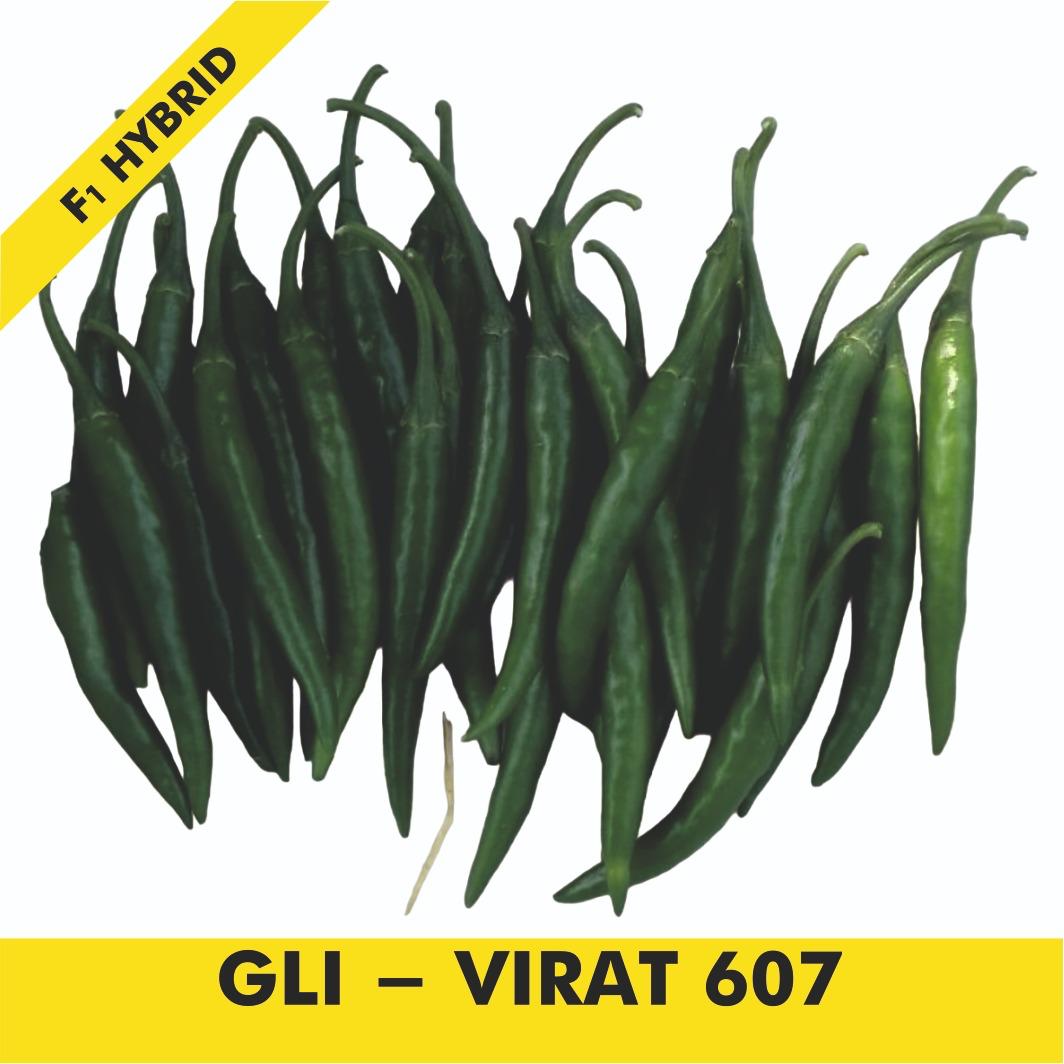 GLI-VIRAT 607 Chilli