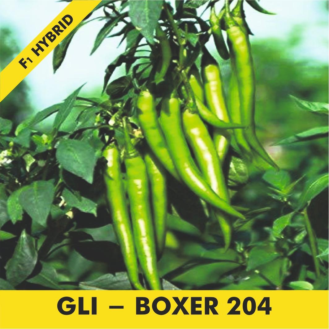 GLI-SUPER GREEN Chilli