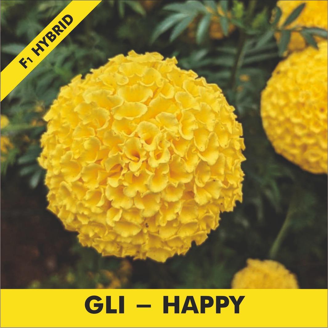 GLI-HAPPY Marigold