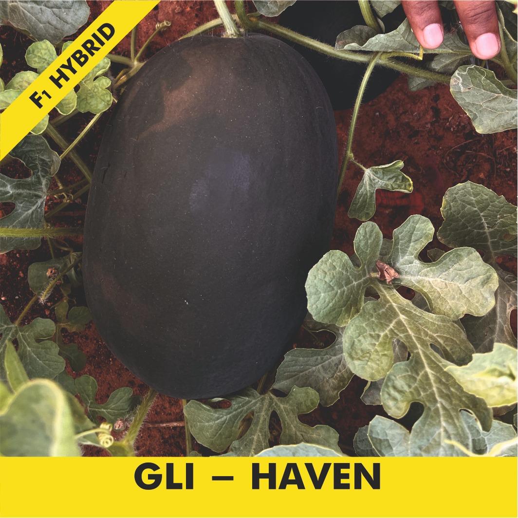 GLI-HAVEN Watermelon