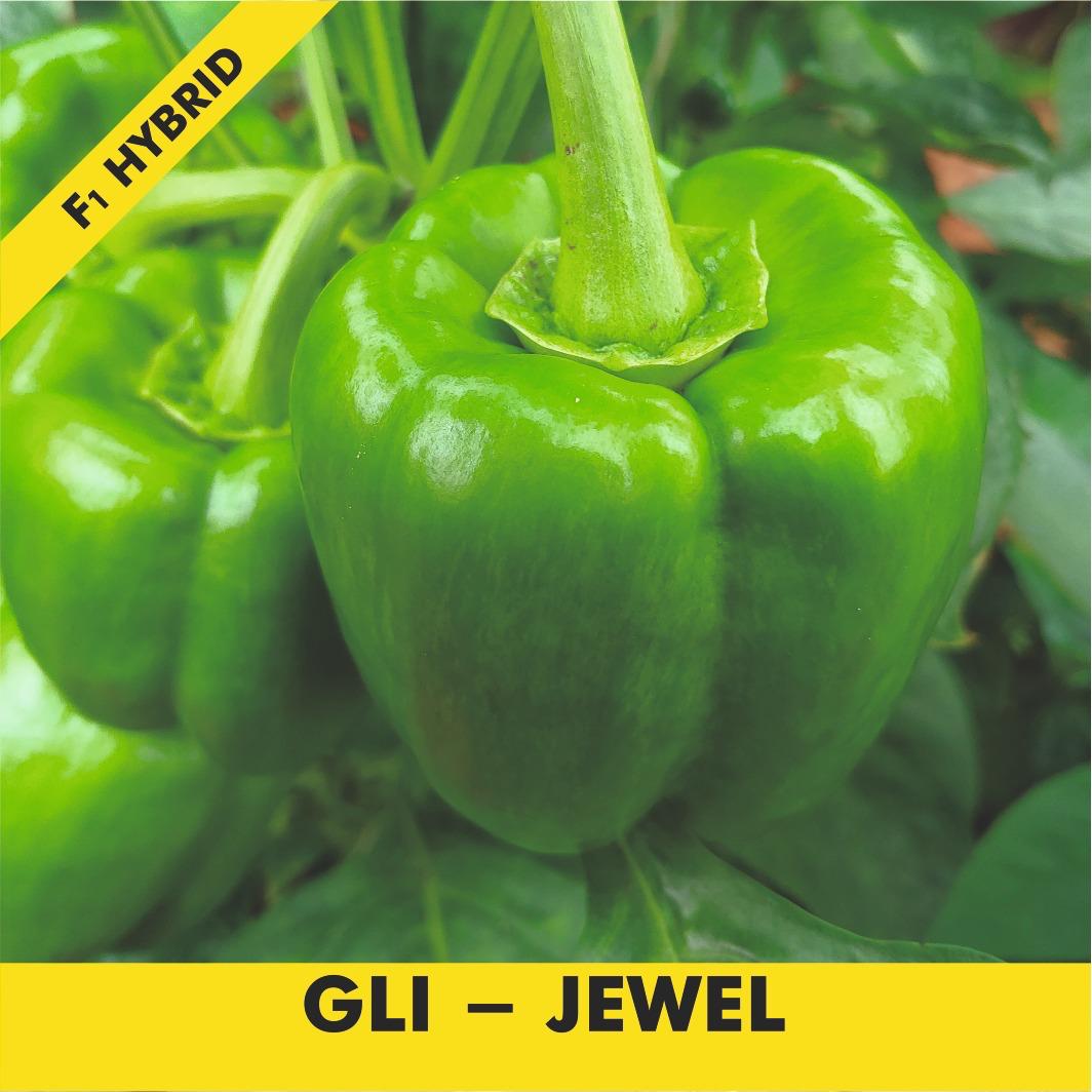 GLI-JEWEL Capsicum