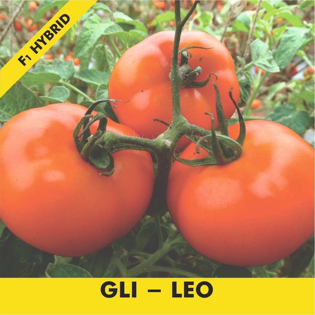 GLI-LEO Tomato