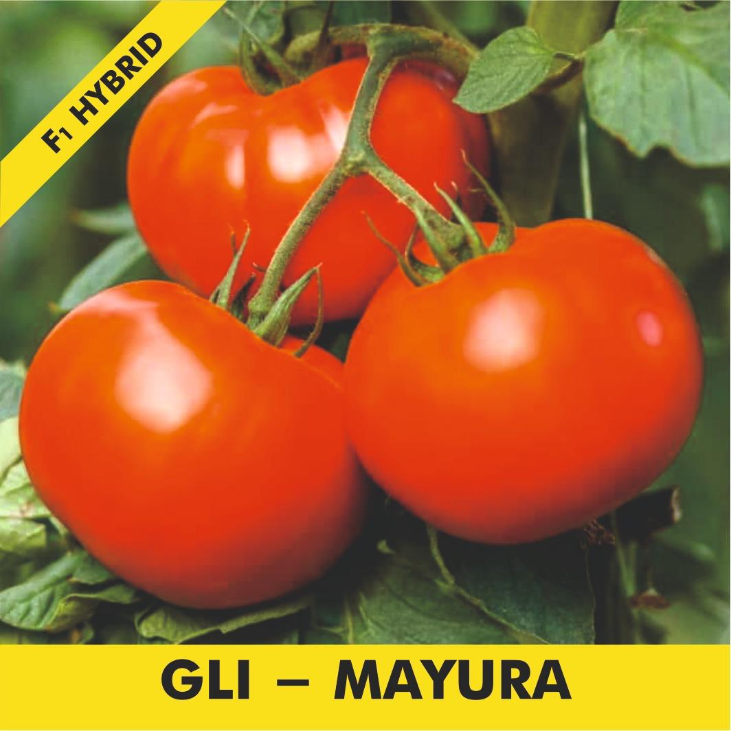 GLL-MAYURA Tomato