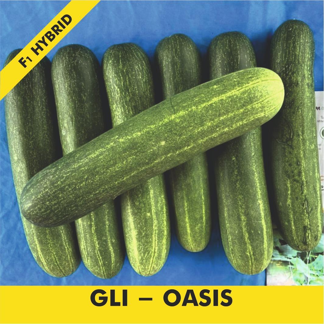 GLI-OASIS Cucumber