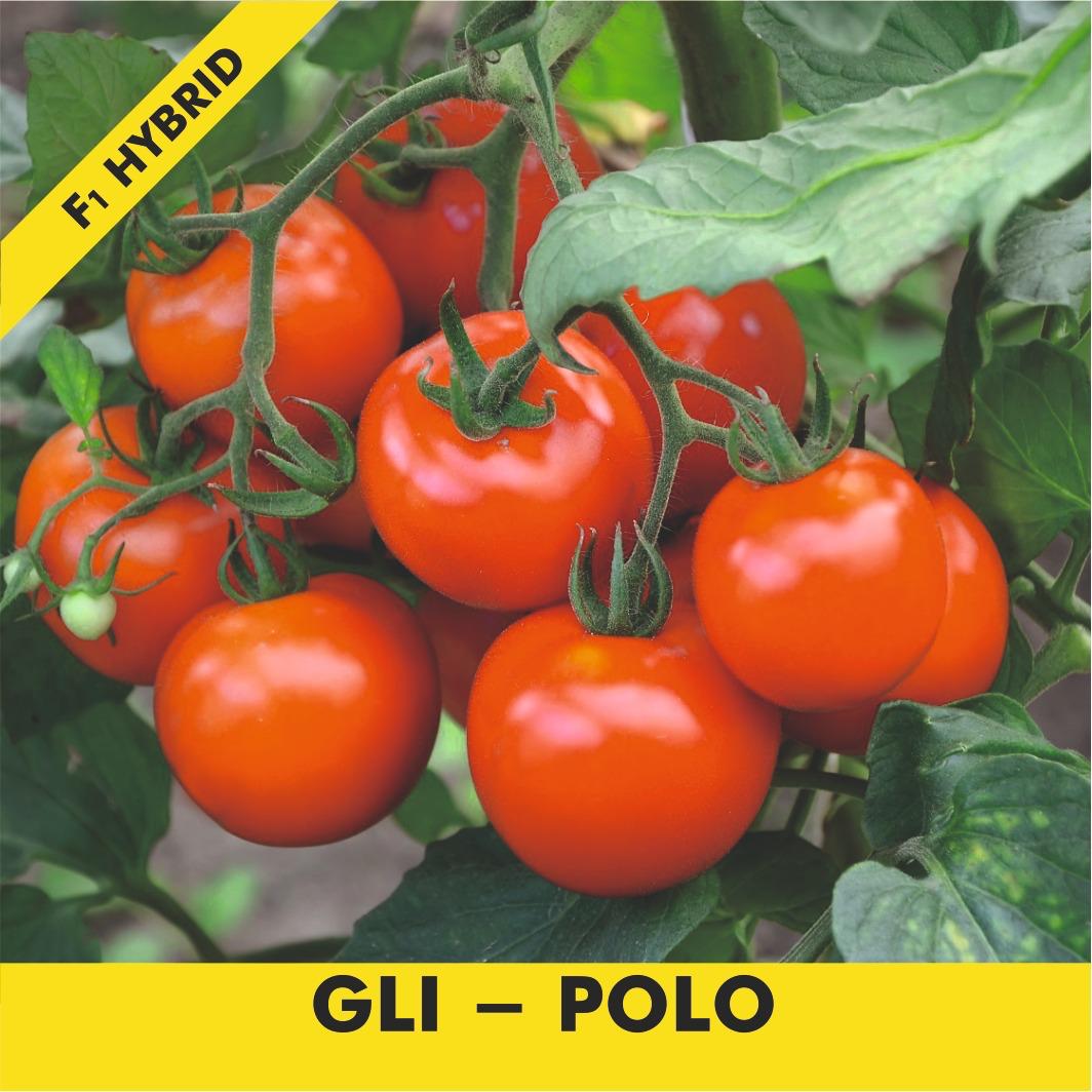 GLL-POLO Tomato