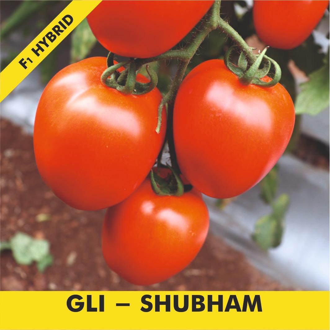 GLI-SHUBHAM Tomato