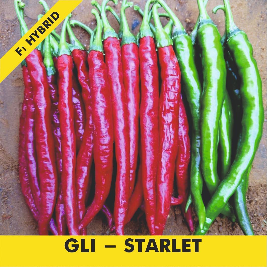 GLI-STARLET Chilli