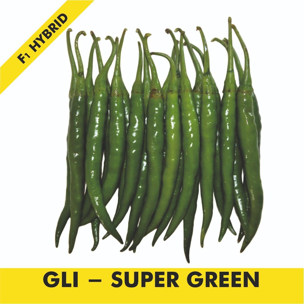 GLI-SUPER GREEN Chilli