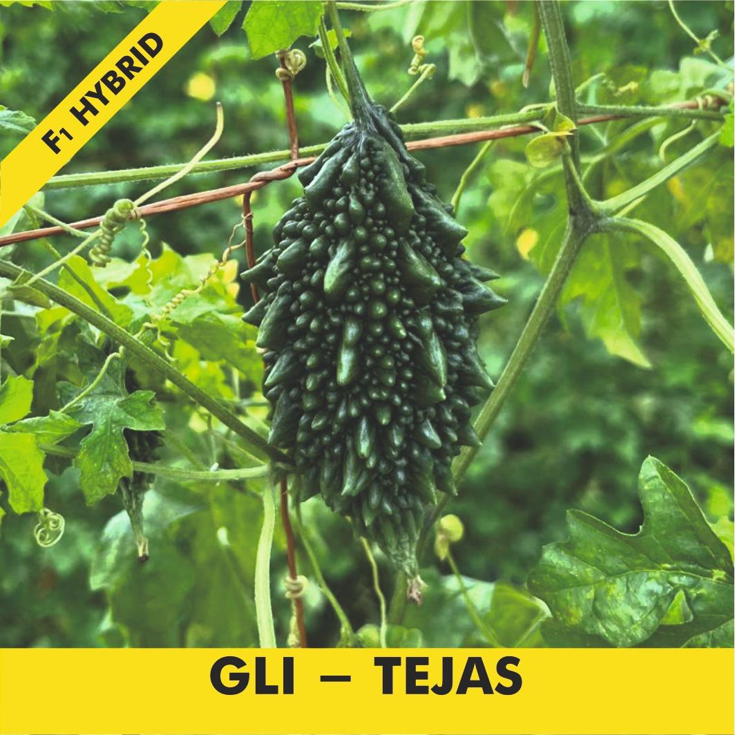 GLI-TEJAS Bitter Gourd