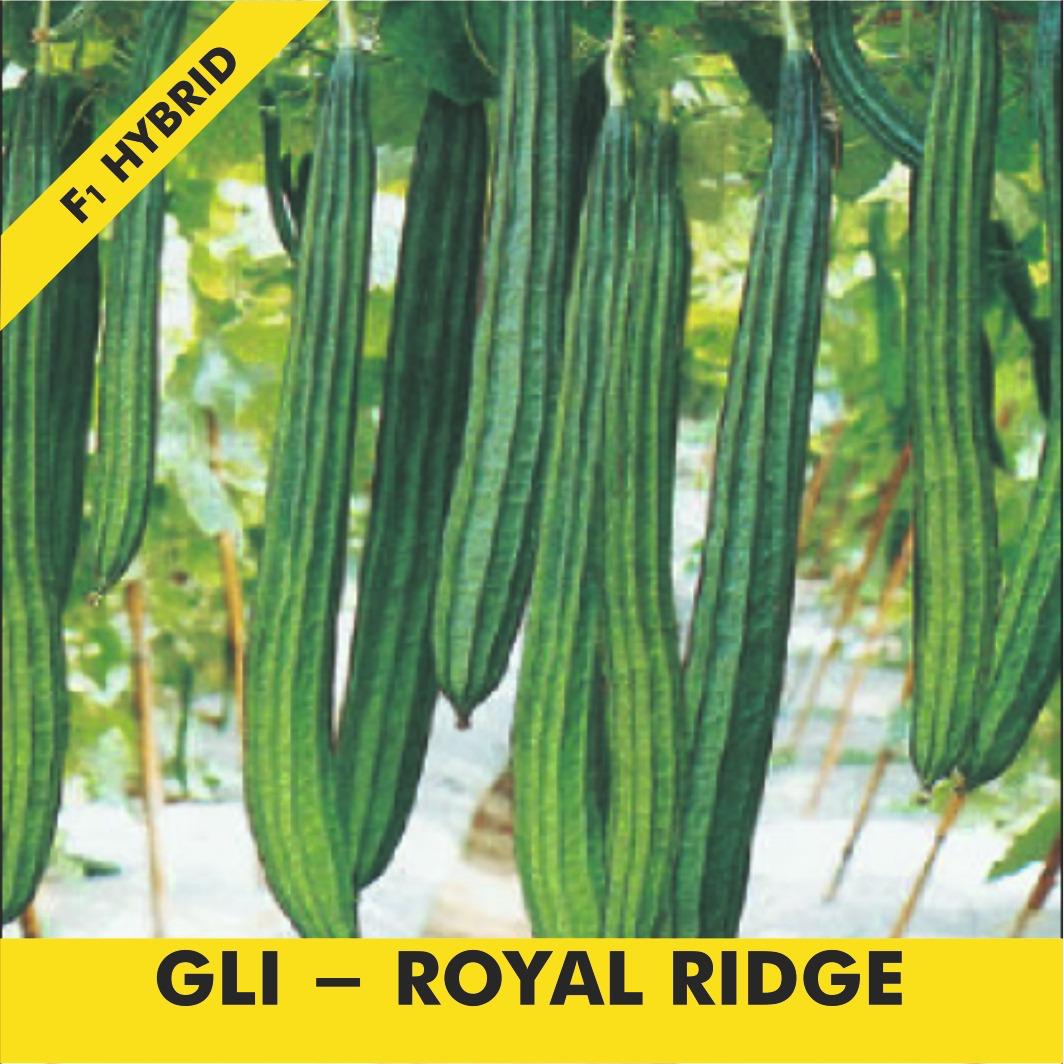 GLI-ROYAL RIDGE Ridge Gourd
